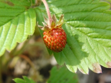 Erdbeeren