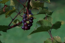 Beeren, Obst & Gemüse