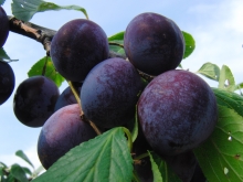 Beeren, Obst & Gemüse