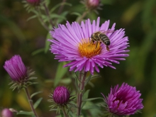 Asternblüte mit Biene