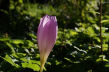 Geschlossene Herbstzeilose