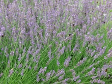 Im Lavendel 3