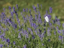 Blüten & Blumen