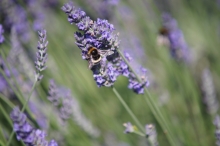 Lavendel mit Hummel