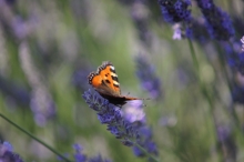 Lavendel mit Schmetterling