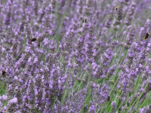 Lavendel