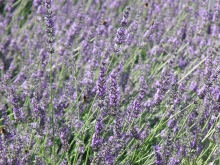 Lavendelblüten 3