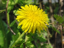Löwenzahn