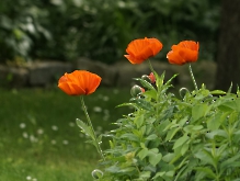 Mohnblumen im Garten