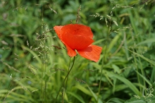 Schöner Klatschmohn