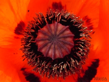 Mohnblumen