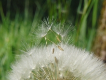 Samen an Pusteblume