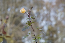 November Rose