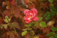 Rose im Oktober