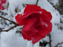 Rose im Schnee