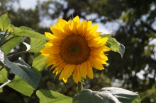 Aufgeblühte  Sonnenblume