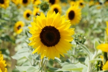 Schönheit im Sonnenblumenfeld