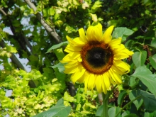 Sonnenblume gelb 2