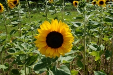 Sonnenblume im Feld