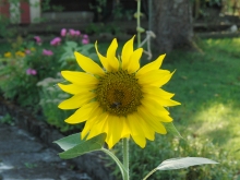 Sonnenblume im Garten