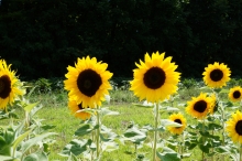 Sonnenblumen Beet 2