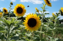 Blüten & Blumen