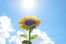 Sonnenblumen