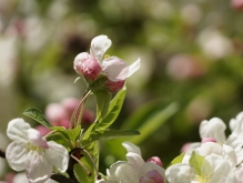 Apfelblüte und Knospen