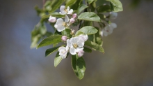 Die Apfelblüten kommen