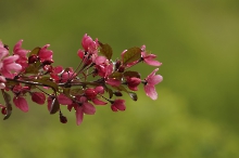 Faszination rote Apfelblüte