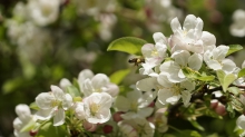 Pollenparadies Apfelblüten