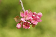 Rote Apfelblüte