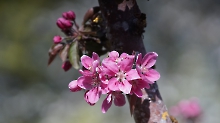 Rote Apfelblütengruppe