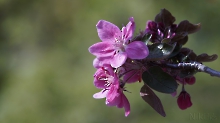 Schöne rote Apfelblüten