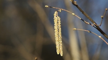 Allergiker-schreck im Frühling