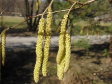 Birkengewächs-Kätzchen im Park