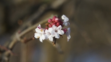 Busch & Baumblüten