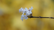 Blütenzauber im November