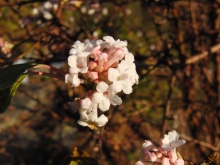 Bodnant-Schneeball rosa