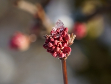 Bodnant-Schneeball rosa Knospen mit Eis