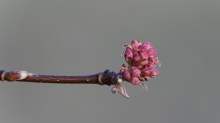 Duftscheeball Knospen