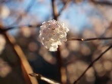 Duftschneeball