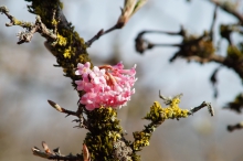 Rosa Bodnant-Schneeball