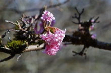 Schneeball-Bodnant rosa