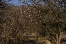 Winterblüte im Park