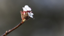 Winterschneeball Blüten