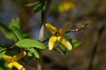 Forsythienblüte 2017