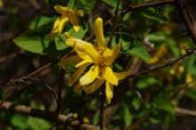 Forsythienpower