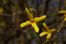 Forsythienstern