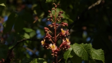 Die Kastanienblüten kommen